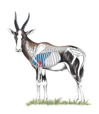 Blesbok Photos