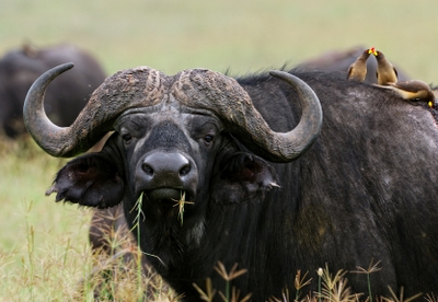 http://www.shakariconnection.com/image-files/cape-buffalo1_large.jpg