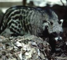 African Civets