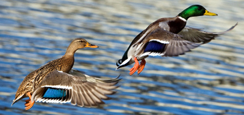 Image result for duck season nz