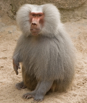 Chinese blackjack monkey