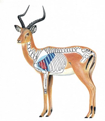 Impala Shot Placement