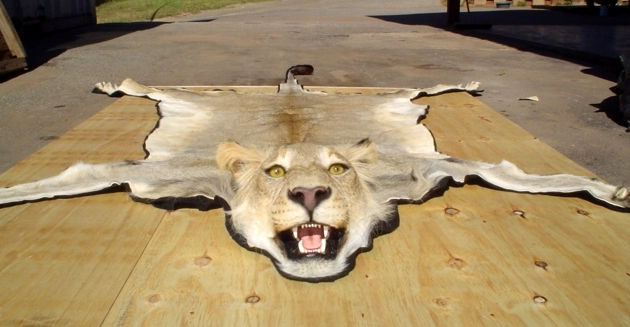 rug mount taxidermy life form taxidermy