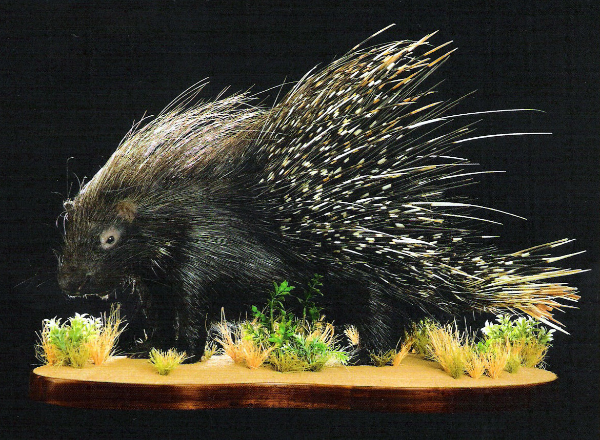 Full Mount Taxidermy