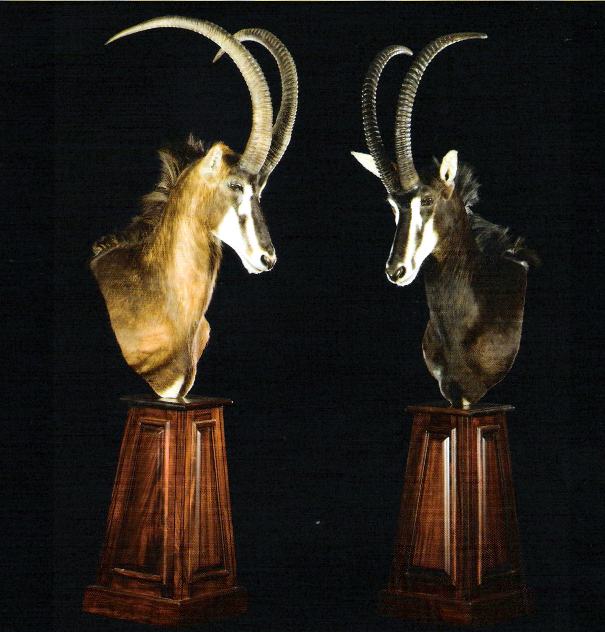 Pedestal Mount Taxidermy