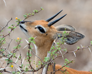 steenbok