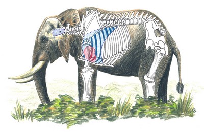 Elephant Shot Placement