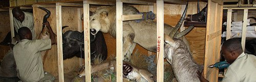 shipping african trophies life form taxidermy