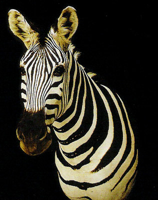 Zebra Mount