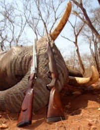 .550 Magnum & Elephant