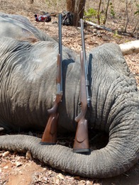 .550 Magnum & Elephant