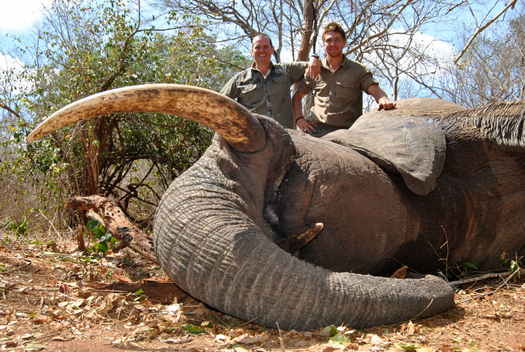 .550 Magnum & Elephant 550 Magnum & Elephant