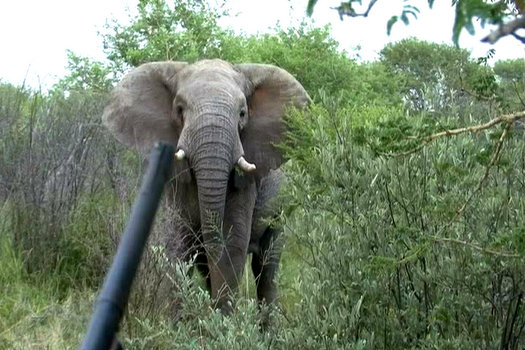 .550 Magnum & Elephant 550 Magnum& Elephant