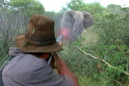 .550 Magnum & Elephant