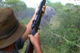 .550 Magnum & Elephant