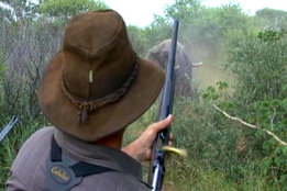 .550 Magnum & Elephant