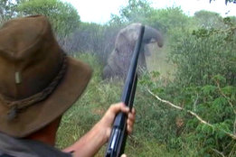 .550 Magnum & Elephant