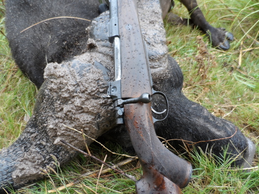 550 Magnum & Buffalo