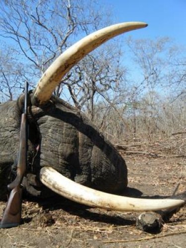 550 Magnum With Elephant