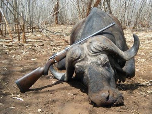 550 Magnum With Buffalo