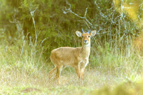 Abyssinian Bohor Reedbuck