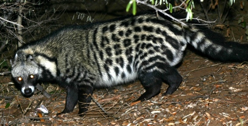 African Civet