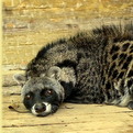African Civet