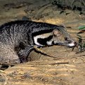 African Civet