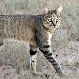 African Wild Cat