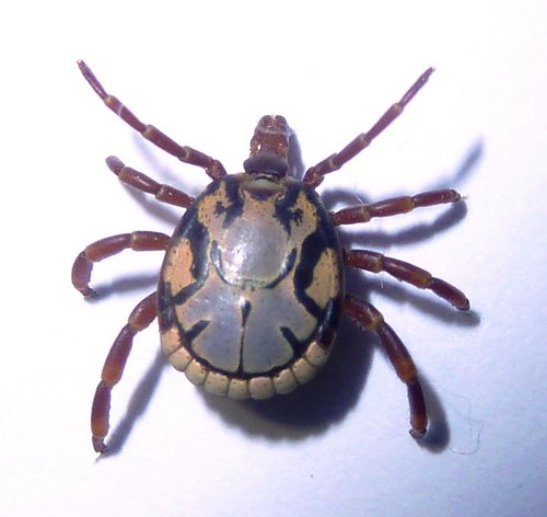 African Tick