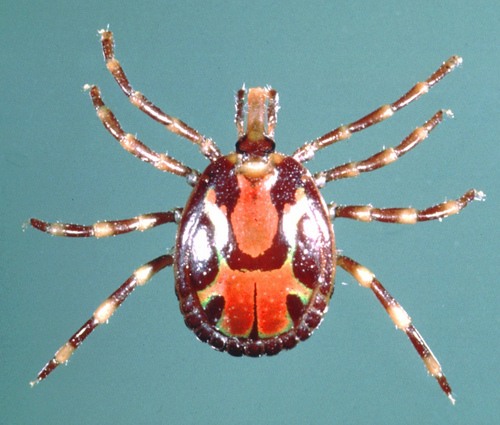 African Tick