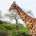 Angolan Giraffe