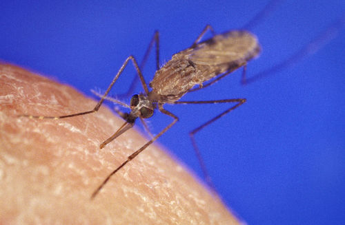 Anopheles mosquito