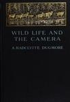 Wild Life And The Camera