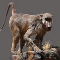 Baboon Full Mount