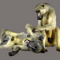 Baboon Full Mount