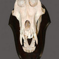 Baboon Skull Mount