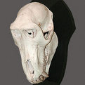 Baboon Skull Mount