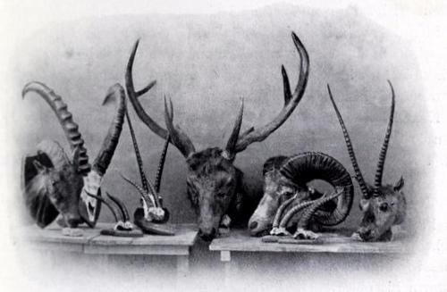 Lieutenant-Colonel Peter Robert Bairnsfather Trophies Lieutenant-Colonel Peter Robert Bairnsfather Trophies