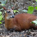 Bay Duiker