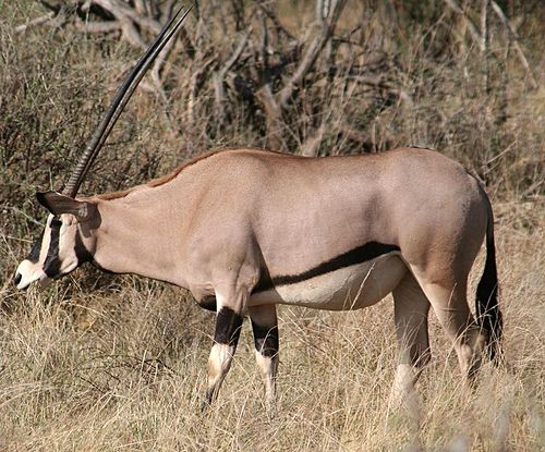 Beisa Oryx