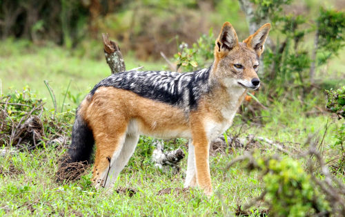 Black-Backed Jackal