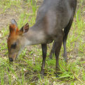 Black Duiker