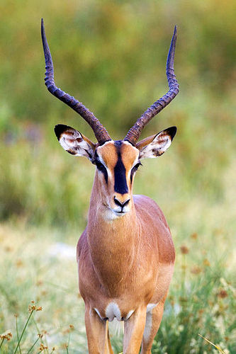 Black-Faced Impala