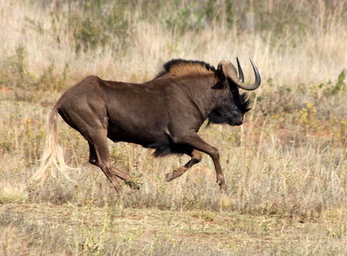 Black Wildebeest