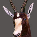 Blesbok Ram Shoulder Mount