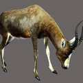Blesbok Full Mount