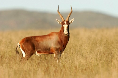 Blesbok Ram