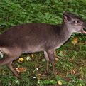 Blue Duiker