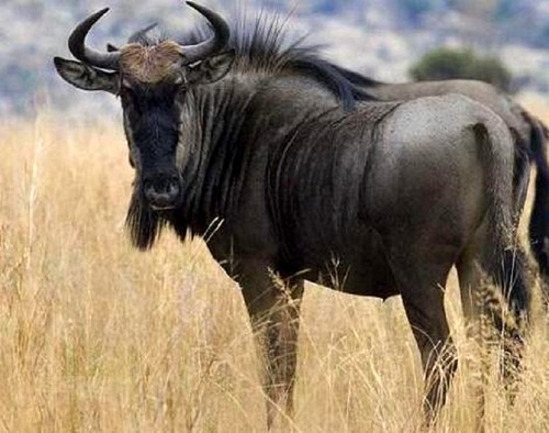 Common Blue Wildebeest